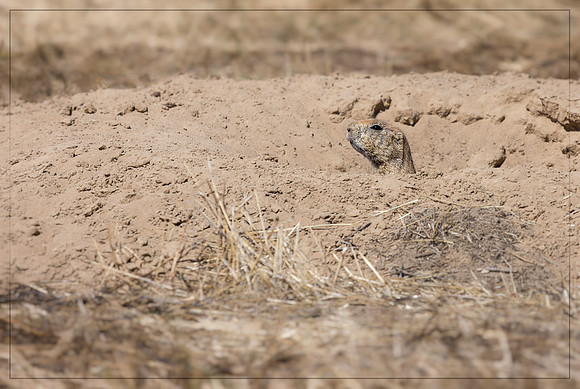 "Prairie Dog", "Rocky Mountain Arsenal", NWR, "National Wildlife Refuge", Denver, Colorado, "Commerce City", wildlife, hawk, raptor