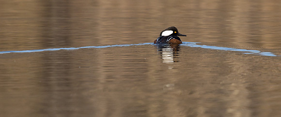 Hooded Mergansers Courtship Dance