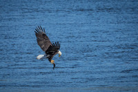 "Bald Eagle", eagle, Conowingo, Susquehanna, raptor