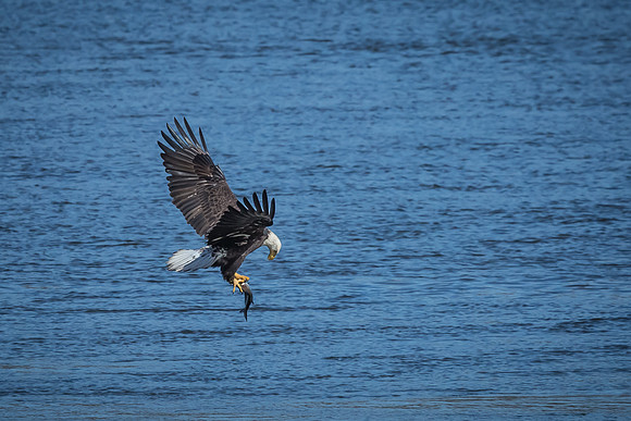 "Bald Eagle", eagle, Conowingo, Susquehanna, raptor