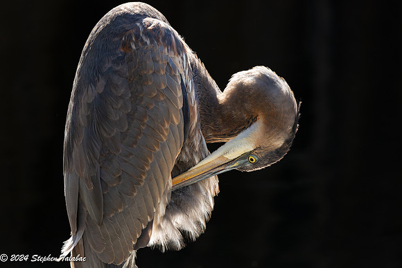 Great Blue Heron Portaits-5