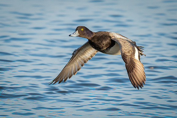Cambridge & Blackwater NWR II-21 Lesser Scaup (male)