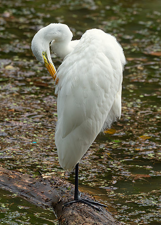 Great Egret - 19August2024-11