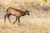 Elk, RMPN, "Rocky Mountain National Park, rut, bull, "Horseshoe Park", "West Horseshoe Park", Colorado, antlers, autumn, fall, calf, cow, wildllife