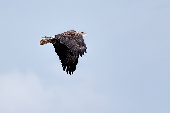 20131019 [C] Conowingo MD Dam 084-Edit