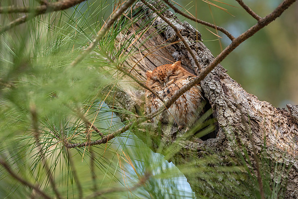 Cambridge & Blackwater NWR II-9 Eastern Screech-Owl (Red morph, northern)