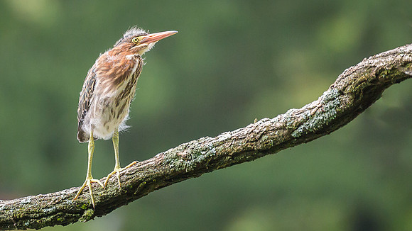 Juvenile Green Heron Portraits III-2
