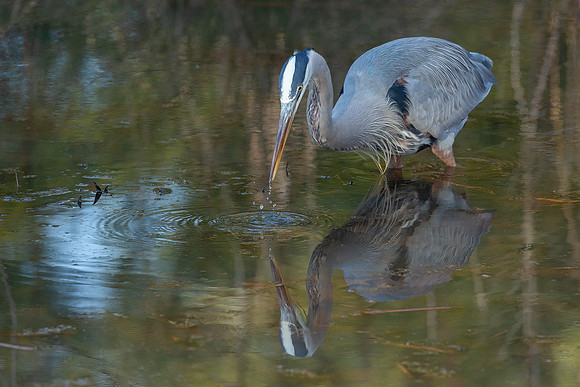 Cambridge & Blackwater NWR II-17 Great Blue Heron