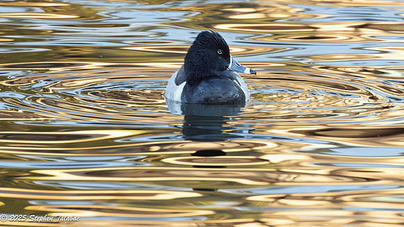 Ring-necked duck Golden Hour-6