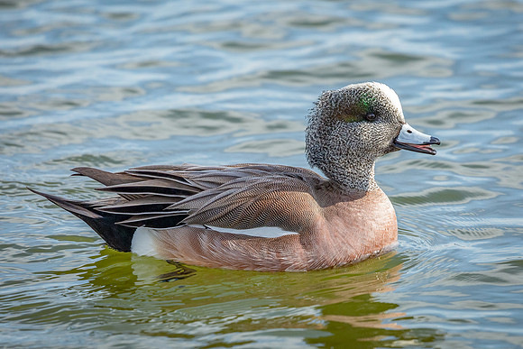 Cambridge & Blackwater NWR II-1 American Wigeon (male)