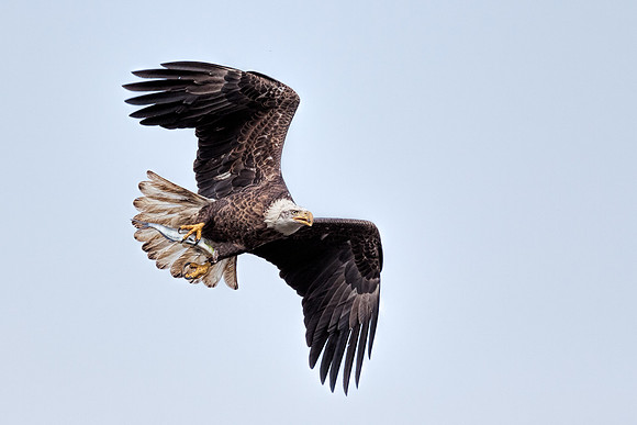 20131019 [C] Conowingo MD Dam 076-Edit