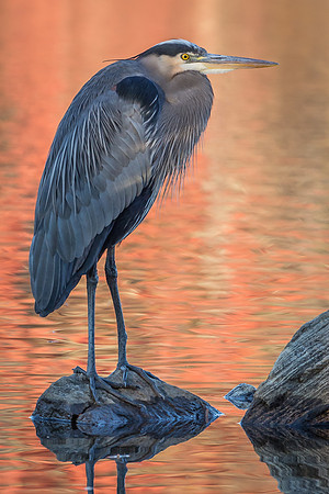 Great Blue Heron at Dusk-2