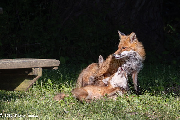 Fox Kit Portraits-26