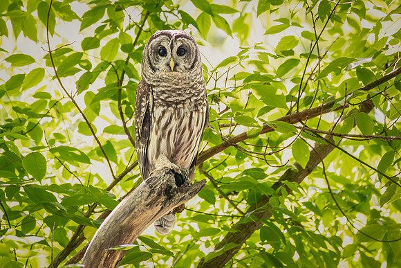 Barred Owls 23May2024-5