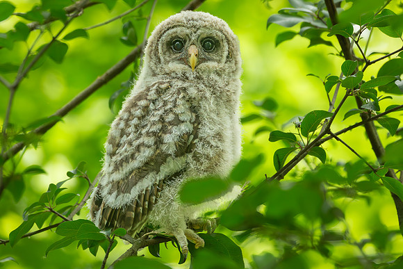 Barred Owls 23May2024-9