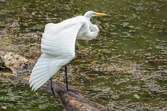 Great Egret - 19August2024-10
