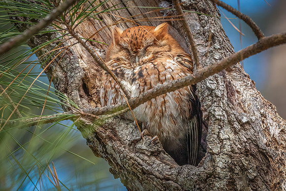 Cambridge & Blackwater NWR II-10 Eastern Screech-Owl (Red morph, northern)