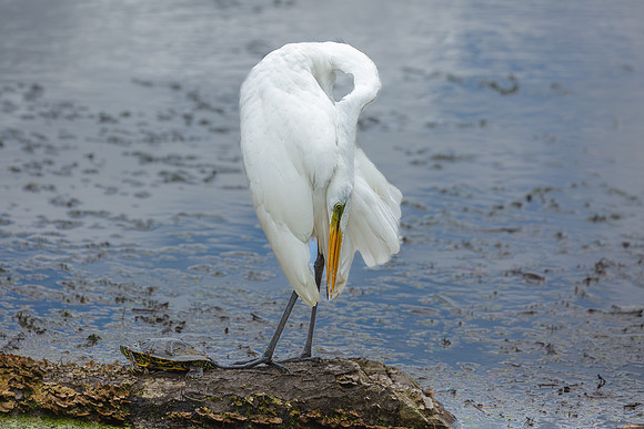 Great Egret - 19August2024-18