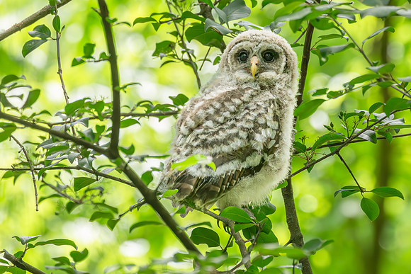 Barred Owls 23May2024-6