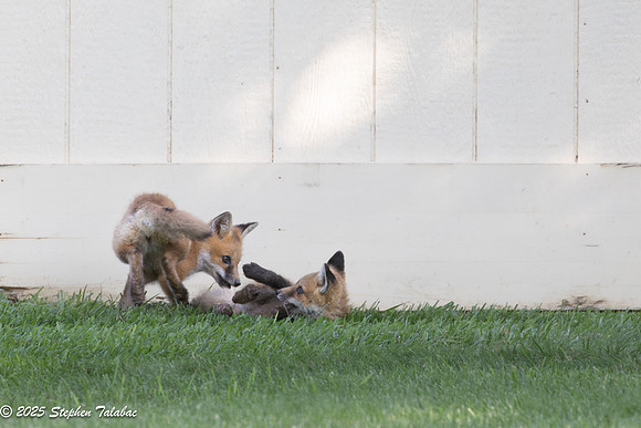 Fox Kit Portraits-51