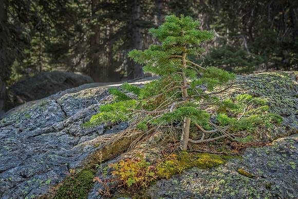 "Bear Lake", Colorado, "Estes Park", rock, Moss, RMNP, "Rocky Mountain National Park", 'aspen", fall, lake, "fall color", sunset