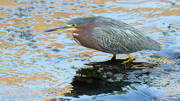 Green Heron in Golden Light-6