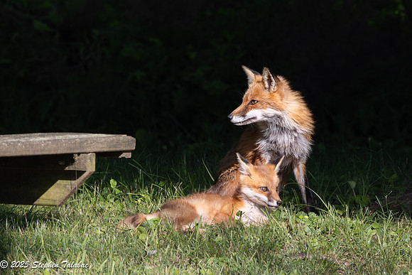 Fox Kit Portraits-29
