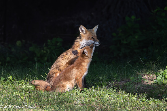 Fox Kit Portraits-18