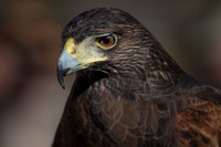 Conowingo, Susquehanna, eagle, raptor, owl hawk