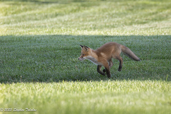 Fox Kit Portraits-57