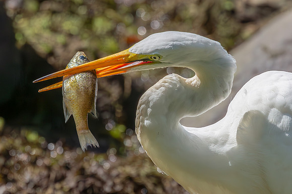 Great Egret Portraits II-6