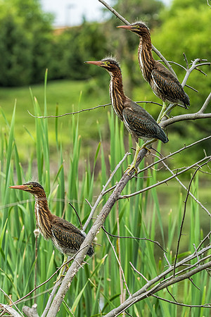 "little green heron", heron, wildlife, pond, Clarksville, Maryland, bird