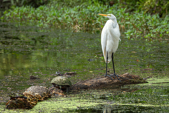 Great Egret - 19August2024-1