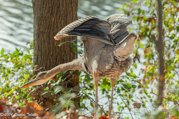 Great Blue Heron Portraits-2