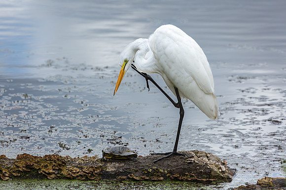 Great Egret - 19August2024-13
