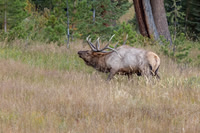 Elk, RMPN, "Rocky Mountain National Park, rut, bull, "Horseshoe Park", "West Horseshoe Park", Colorado, antlers, autumn, fall, calf, cow, wildllife