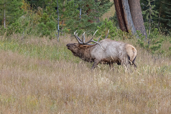 Elk, RMPN, "Rocky Mountain National Park, rut, bull, "Horseshoe Park", "West Horseshoe Park", Colorado, antlers, autumn, fall, calf, cow, wildllife