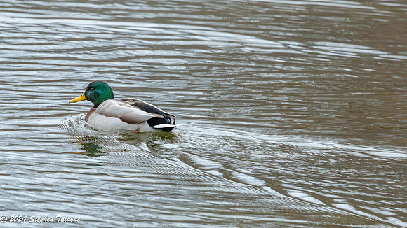 Wilde Lake 15Dec2024-4