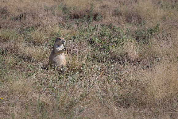 "Prairie Dog", "Rocky Mountain Arsenal", NWR, "National Wildlife Refuge", Denver, Colorado, "Commerce City", wildlife, hawk, raptor