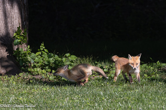 Fox Kit Portraits-9