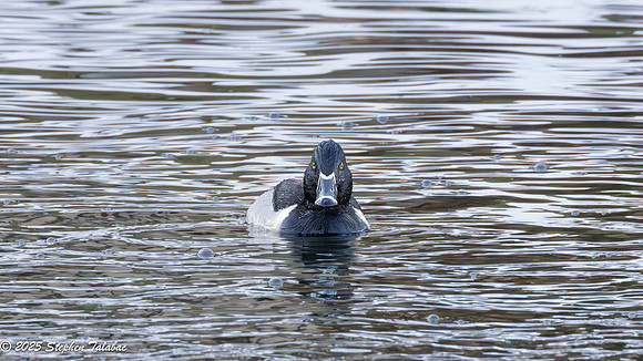 Ring-necked duck Golden Hour-2