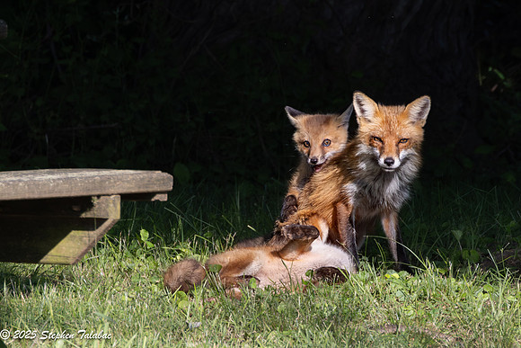 Fox Kit Portraits-24