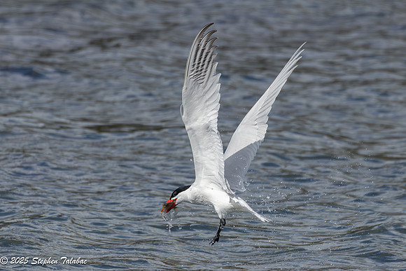 Wilde Lake Birds-in-Flight-5