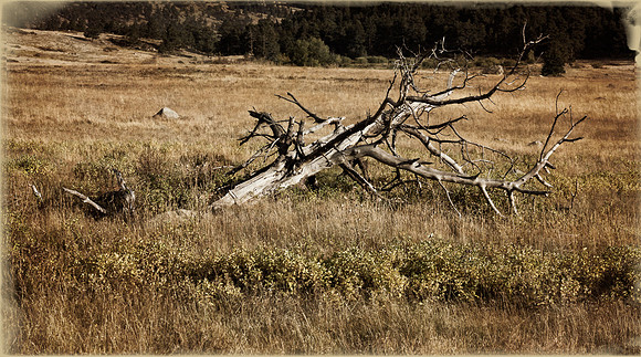 Colorado, Elk, Moraine, Park, RMPN, "Rocky Mountain National Park, rut, bull,", "Moraine Park", antlers, autumn, calf, cow, fall, wildllife, sparring