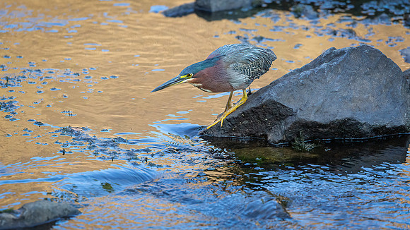 Green Heron in Golden Light-4