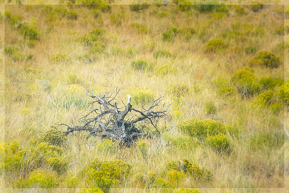Alamosa, Colorado, "Great Sand Dunes National Park", "National Park", "San Luis Valley", dunes, landscape, sand, scenic