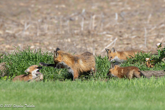 Fox Kit Portraits-58