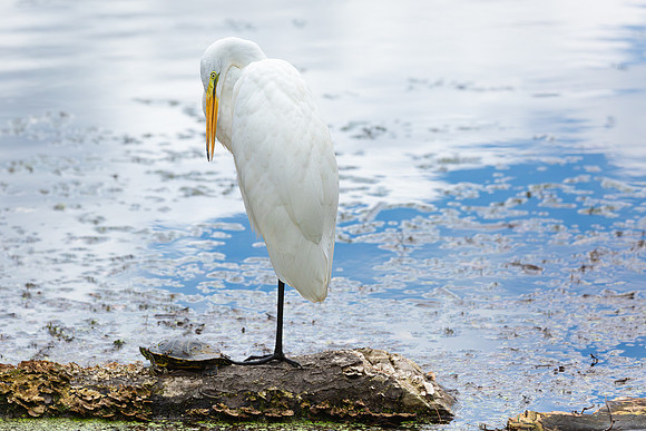Great Egret - 19August2024-14
