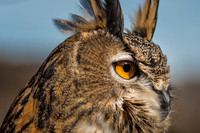 Conowingo, Susquehanna, eagle, raptor, owl hawk