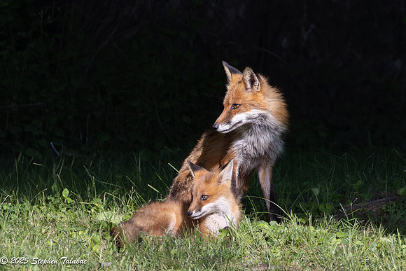 Fox Kit Portraits-19